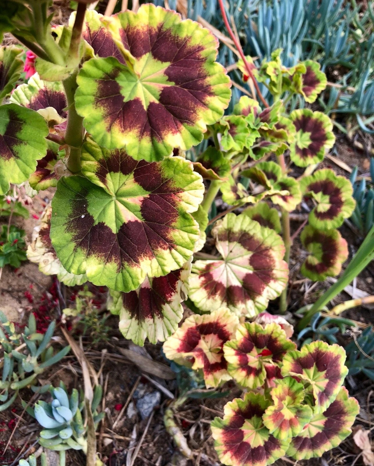Variegated Pelargonium Zonal Geranium Cutting 6" Fresh Live Plant - Rare Eye-Catching Leaves & Vivid Red Blooms