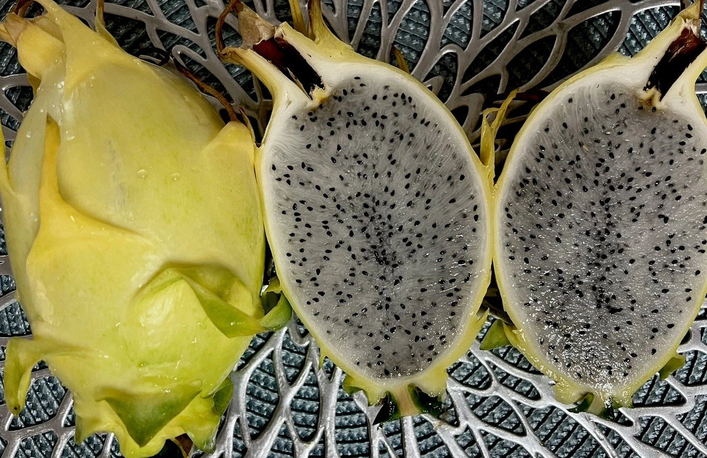 Dragon Fruit Cuttings 8-12 Inches Israel Yellow Hylocereus Undatus - Fresh Cuttings from Mother Plant for Planting