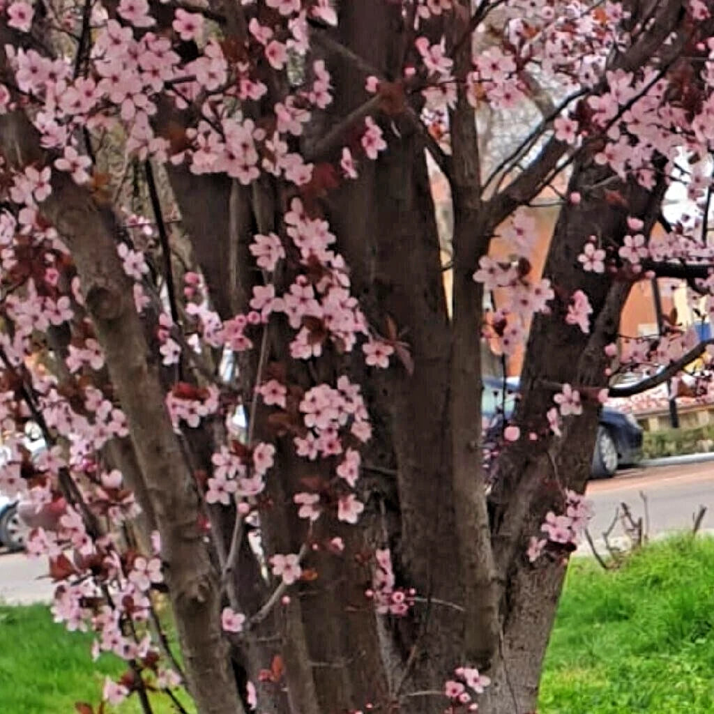 Cherry Plum Cuttings 6" Unrooted Black Prunus Cerasifera ‘Thundercloud’ Live Fruit Tree Plant - Ornamental, Fragrant Flowers