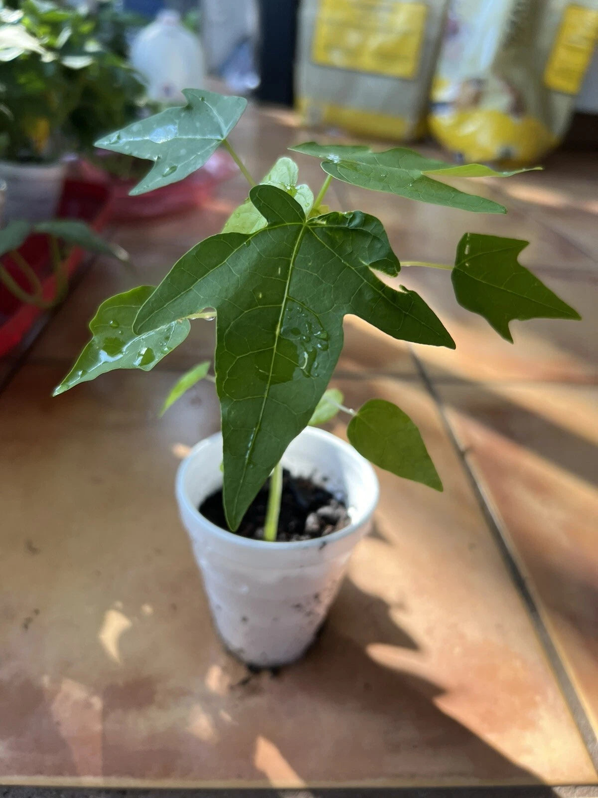 Live Papaya Plant 5”-10” Fully Rooted Organic ?u ?u (Carica papaya) - Fast Growing USA Grower