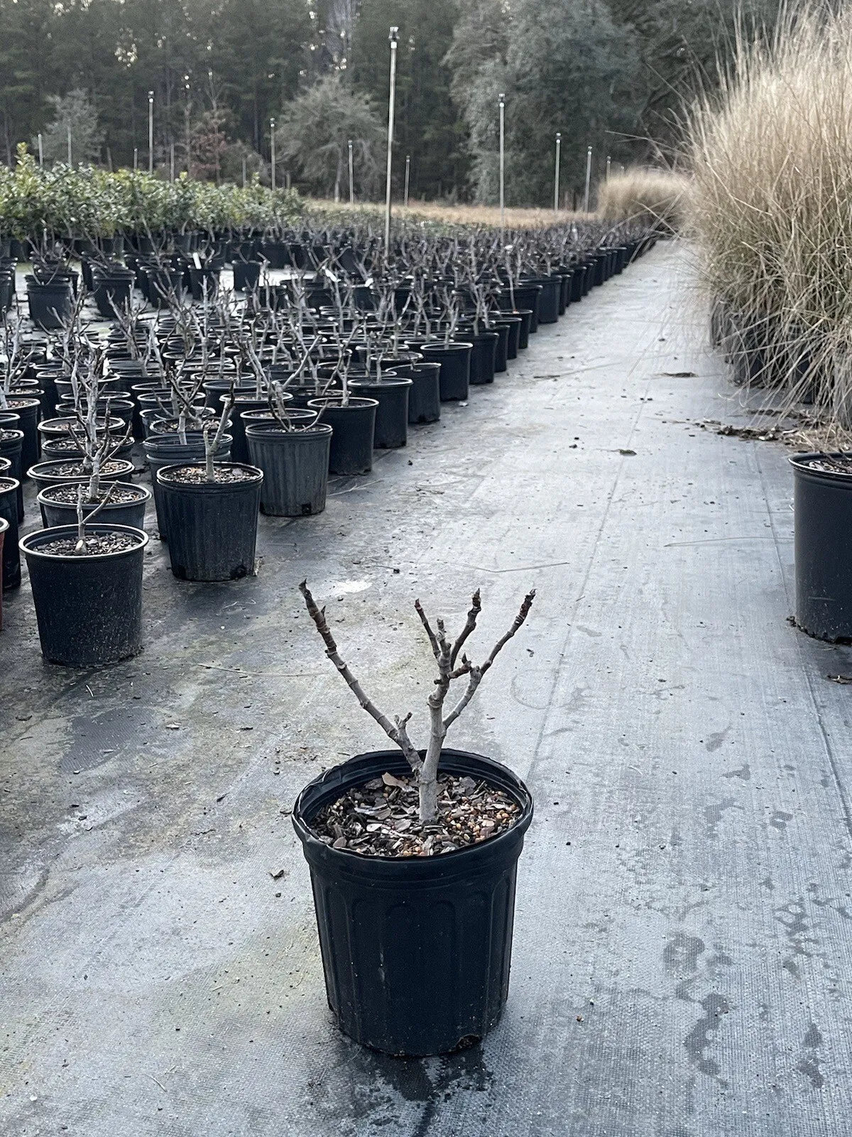 Fig Tree Mature Plant In A 1 Gal Pot Chicago Hardy
