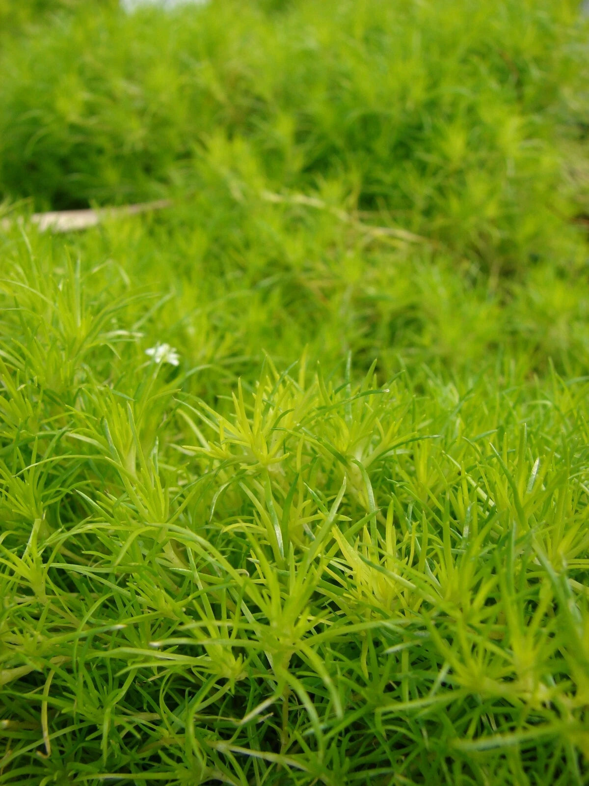 Irish Moss Plant - 2.5" Bare-Root Evergreen Groundcover - Sagina Subulata - Lush Green Edging for Pathways & Stepping Stones