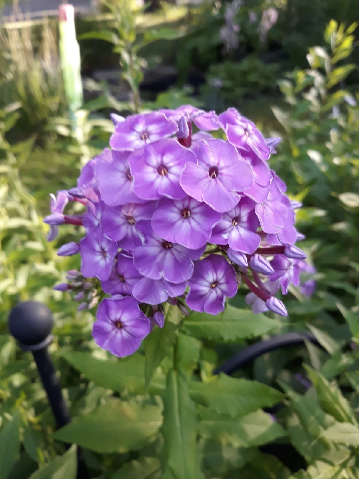 Tall Phlox Roots (3) - Pink Flowers - Phlox paniculata