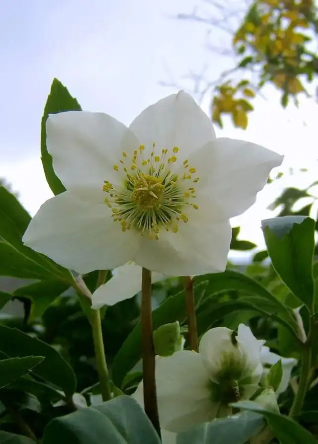 Helleborus niger Lenten & Christmas Rose Black Hellebore 10 Seeds for Planting