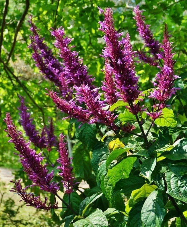 Purple Firespike Plant Cuttings 6 Organic 8+ Inch Odontonema callistachyum Hummingbird Butterfly Garden Gift