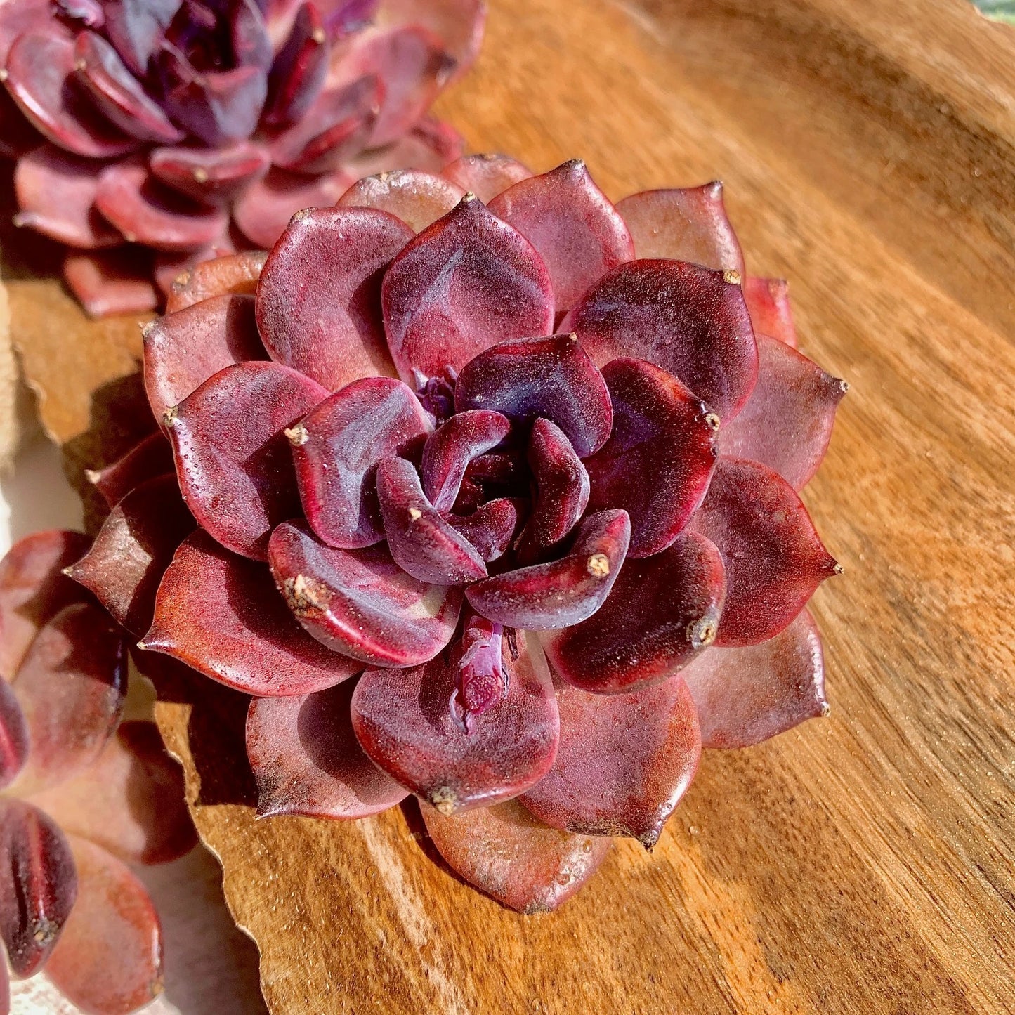 Echeveria Black Mamba Succulent Plant, 2.5" Live Rare Succulent, Echeveria 'Black Mamba', Bare Root, Unique Dark Leaves