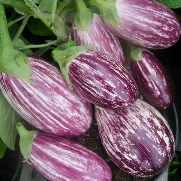 50+ Eggplant Pandora Striped Rose Seeds Vegetable Heirloom NON-GMO