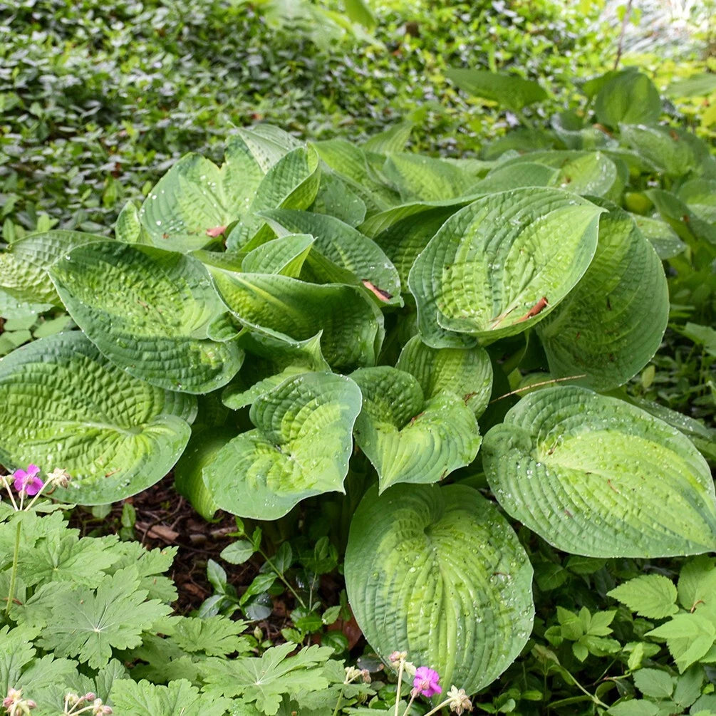 Hosta Plant 5.25" Pot Paradigm Variegated Gold Leaves Hosta 'Paradigm' Slug-Resistant Perennial for Shade Garden