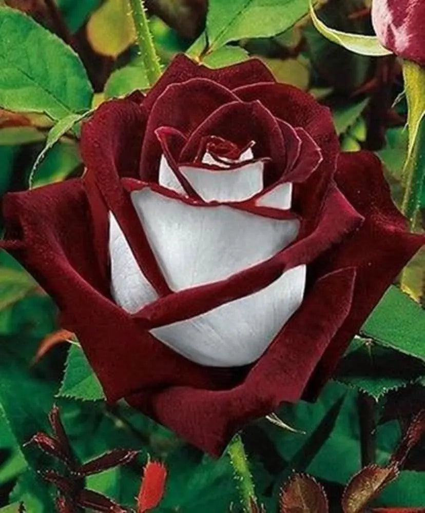 Love In Rose Bush 100 Seeds for Planting