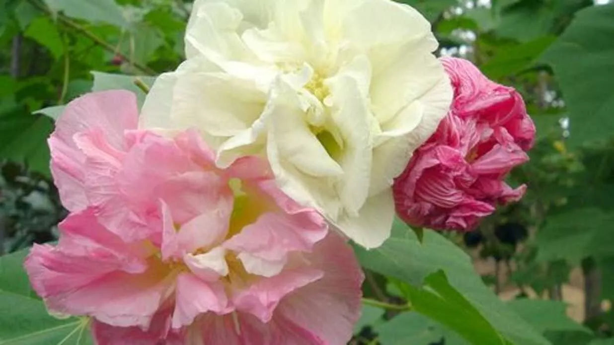 Confederate Rose 20 Seeds for Planting