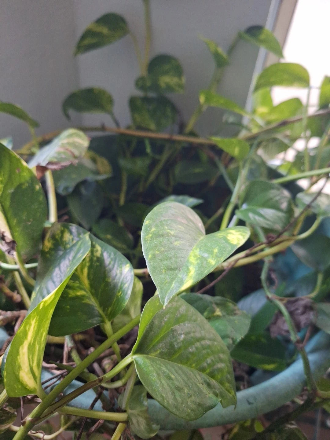 Pothos Cutting 4"-5" Pearls and Jade Devil's Ivy Indoor Plant (Epipremnum aureum) - Easy Care Houseplant for Home Decor