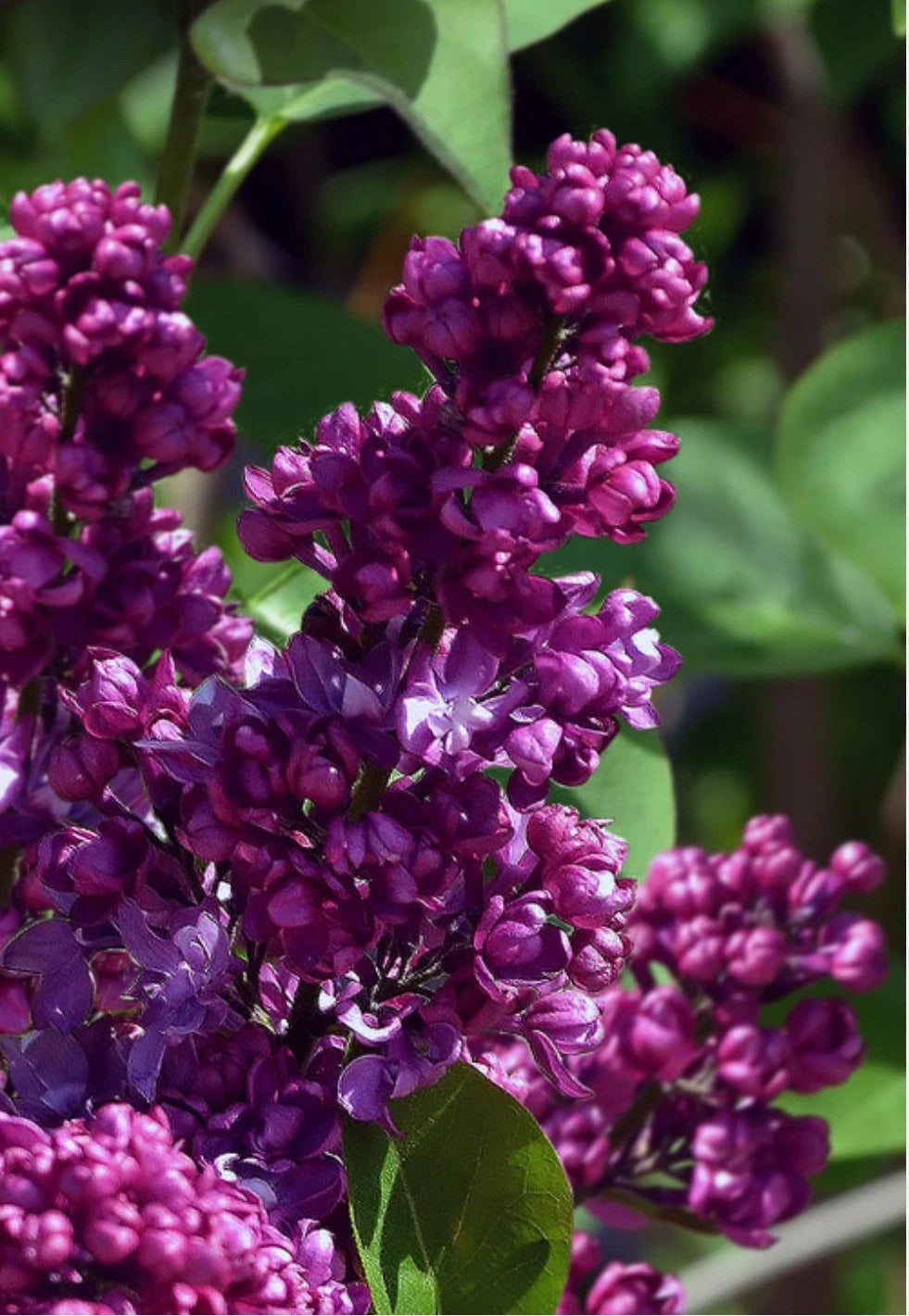 Congo Lilac Starter Plant 4-8” - Syringa Vulgaris - Well Rooted, Healthy, Small Pot for Easy Growth - Ideal for Gardens