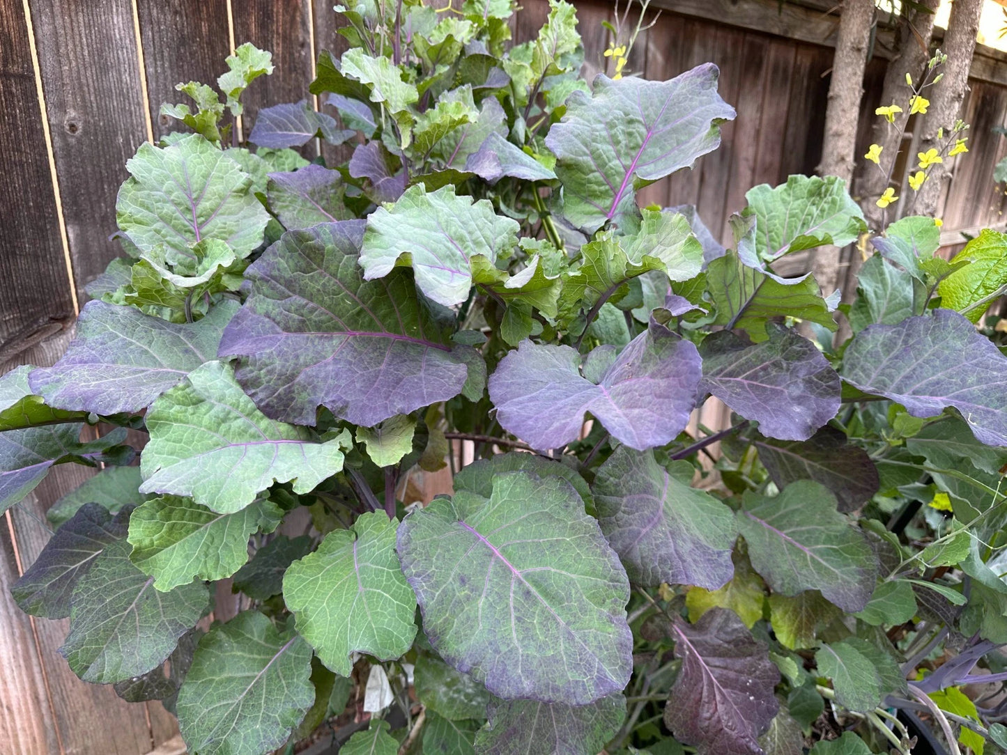 Purple Tree Collard Cuttings (3) | Nutrient-Rich Perennial Kale | Brassica Oleracea | Ideal for Zones 8-11