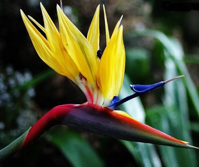 Rooted Plant 10-12" Yellow Bird of Paradise Strelitzia Reginae Healthy Starter Plant for Indoor/Outdoor Gardening