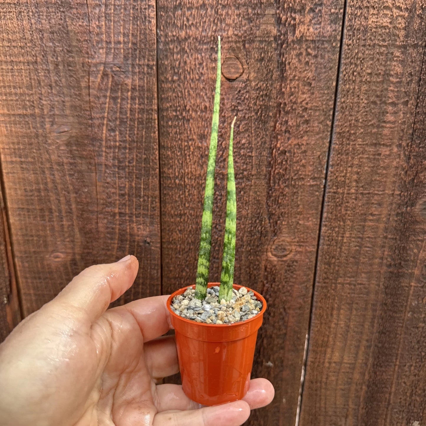 Miniature Snake Plant | Rooted Live Plant | Dracaena Strickyi | Sansevieria Ballyi | Air Purifying Indoor/Outdoor Houseplant