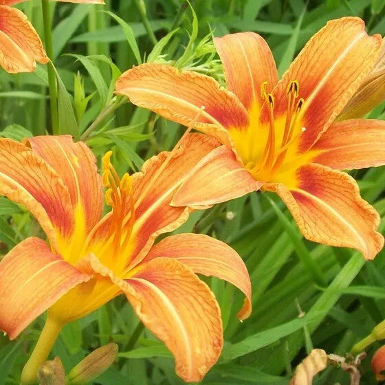 Tall Orange Tiger Daylily Starter Plants - Five Rooted Clumps - Hemerocallis fulva - Ideal for Borders and Weed Control