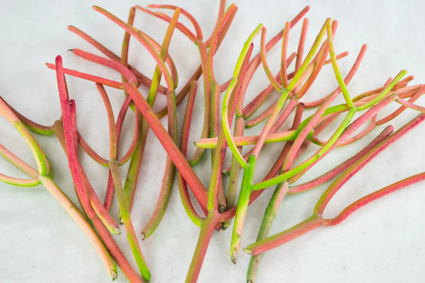 Fire Sticks Succulent Cuttings - 15 Healthy Pencil Cactus - Euphorbia Tirucalli - Fresh 4"-6" Cuttings for Planting