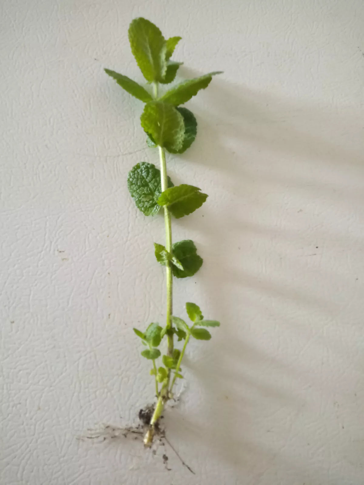 10 Apple Mint/Wooly Mint Plant (Mentha suaveolens) Cuttings
