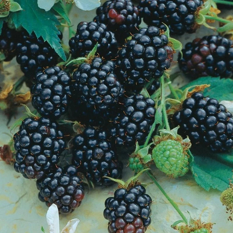 Triple Crown Thornless Blackberry Plant - Rubus fruticosus - Rooted Starter Plant for Zones 5-9, Organic, Self-Pollinating