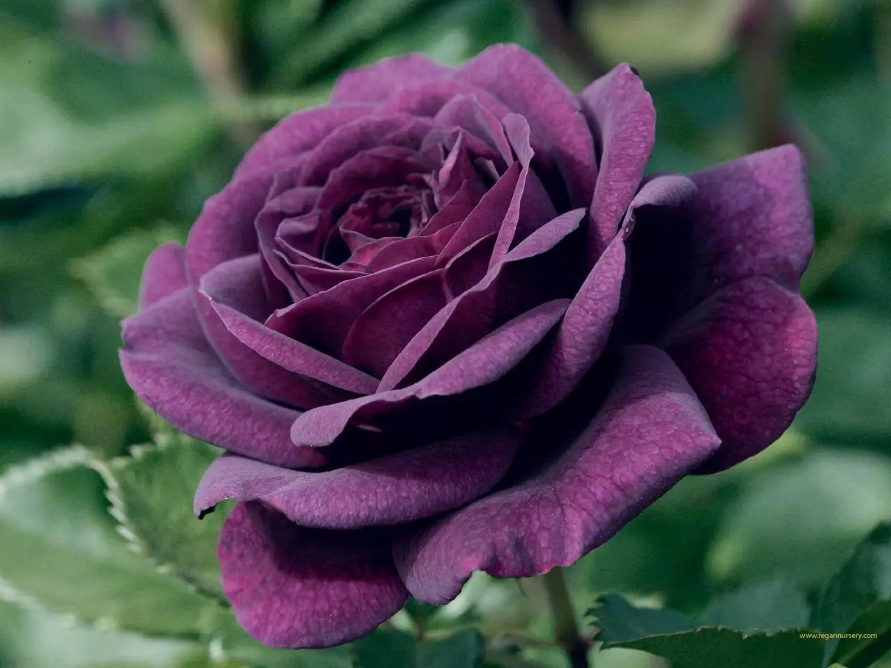 Dark Purple Rose Rose Bush 20 Seeds for Planting