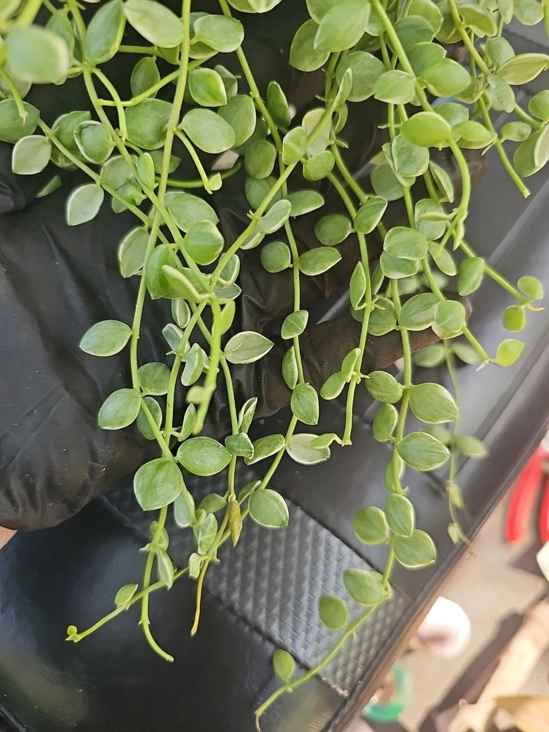 Fresh Cutting Dischidia nummularia Pebble Beach Variegated Variegata - String of Nickels Houseplant for Indoor/Outdoor Decor