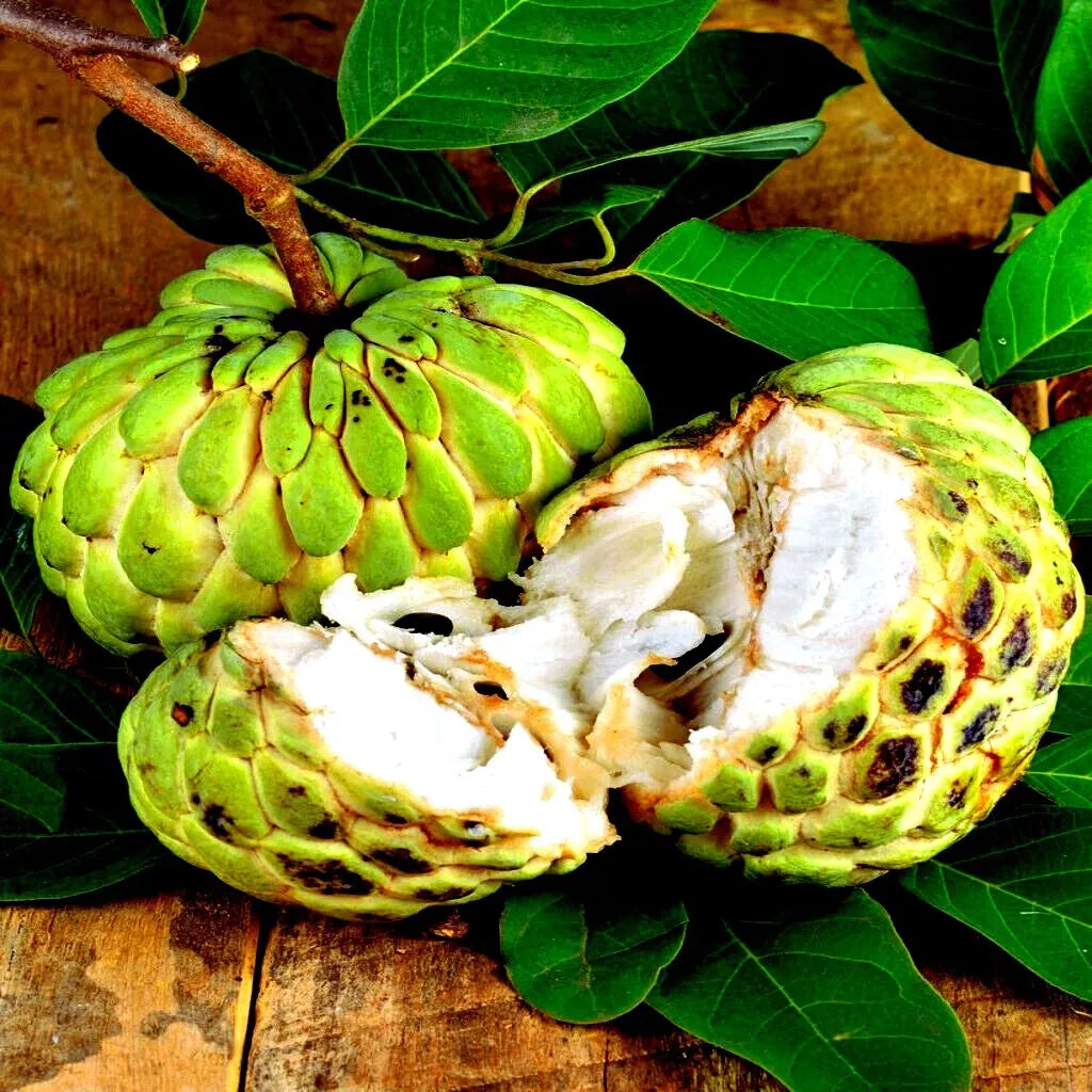 5 SEEDS ORGANIC "Sugar Apple" Fruit Tree Seeds (Annona squamosa) Tropical Sweetsop