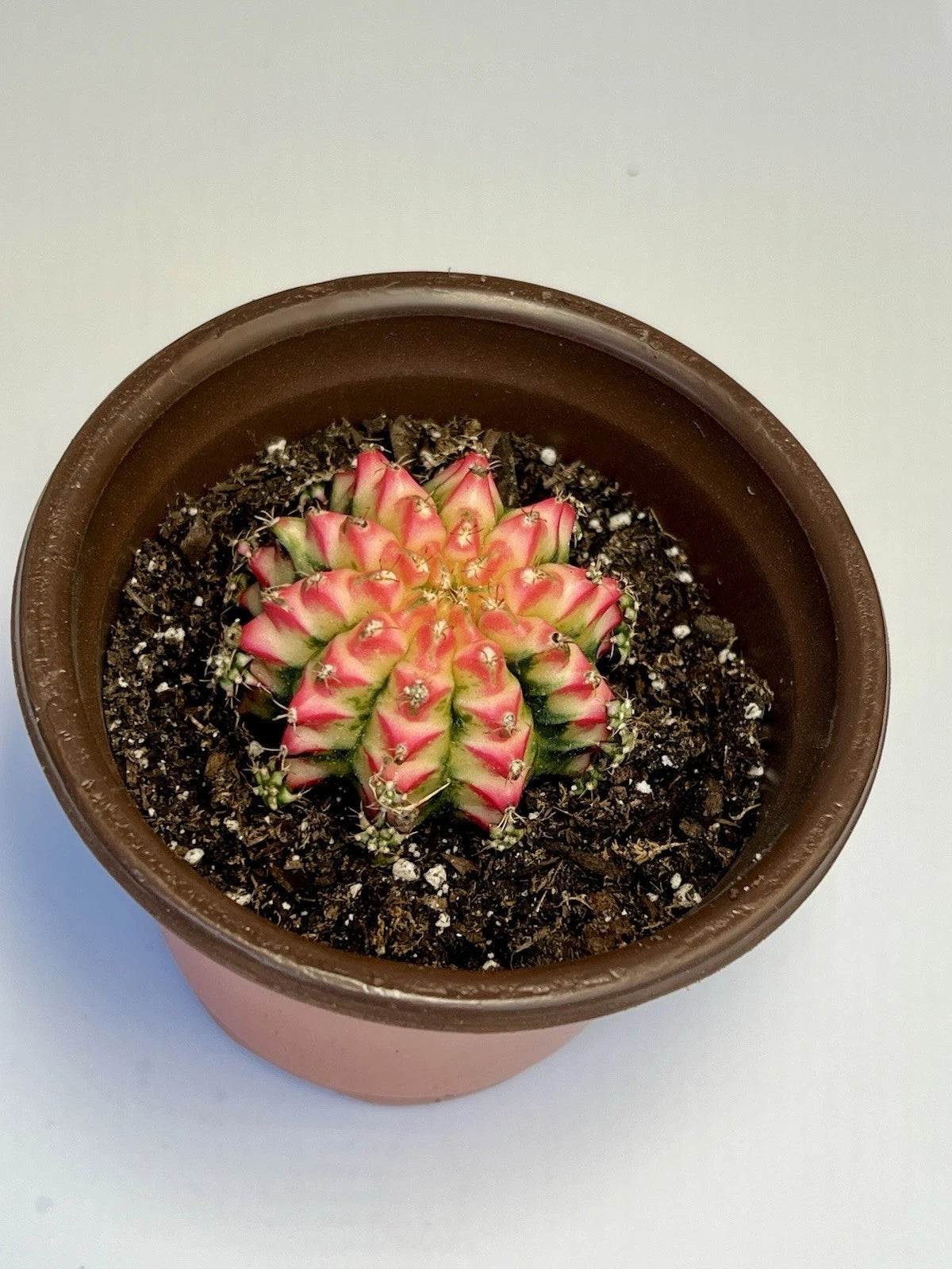 Live Gymnocalycium Cactus - Multi Color Thailand Import, Bare Roots, 2.5" - Perfect for Indoor Plant Lovers
