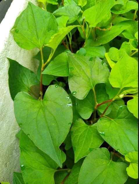 10 Bare Root Fish Mint Plants - Houttuynia Cordata Di?p Cá - Asian Herb for Culinary Use