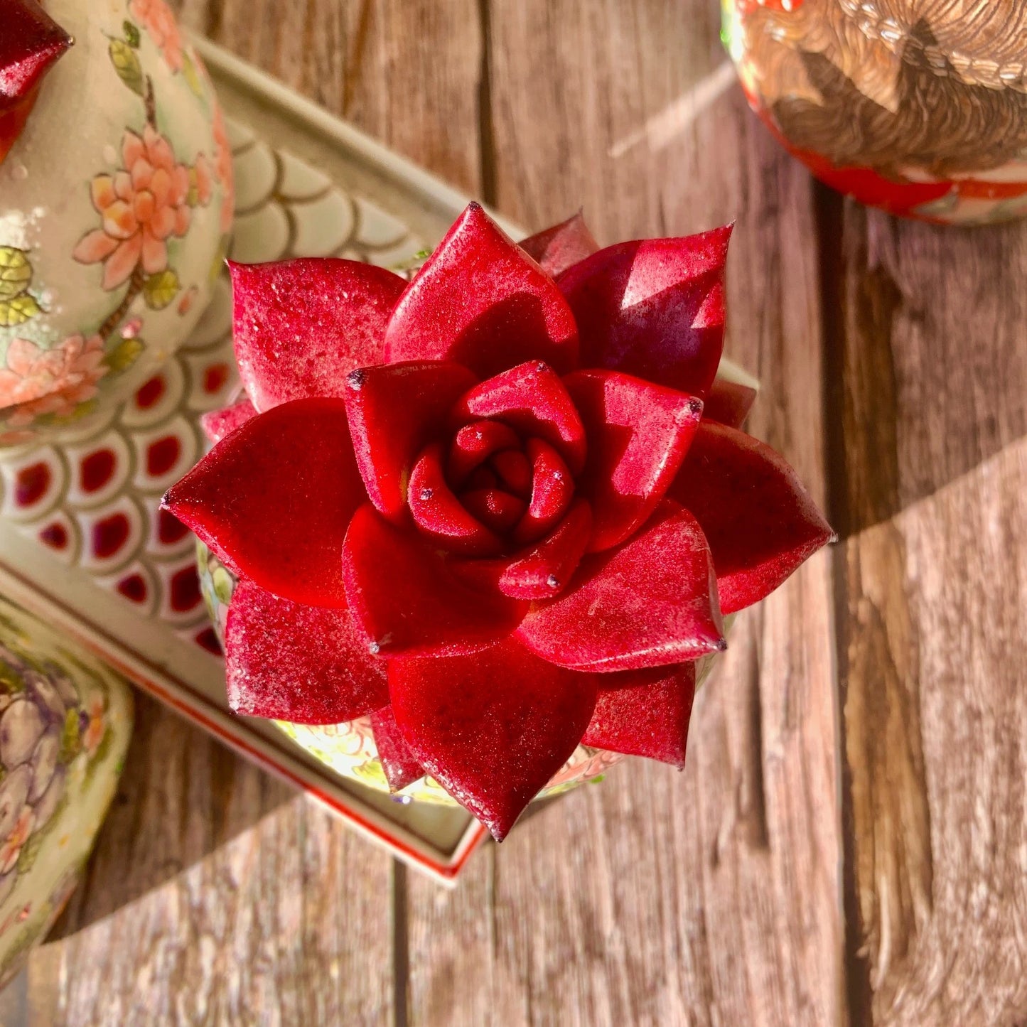 Rare Succulent Plant Set - Echeveria Agavoides v Romeo Rubin - Live Bare Root Red Succulent - Easy Care Indoor/Outdoor Plant