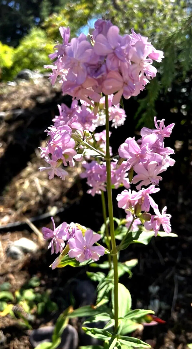 5 Pink Phlox Perennial Plant Divisions