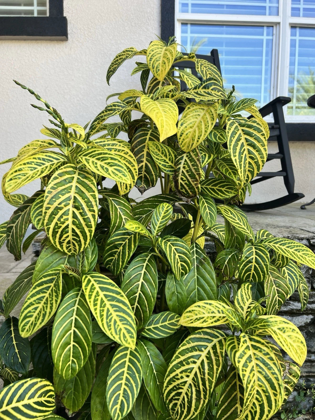 sanchezia nobilis plant Sanchezia Cuttings - 5 Cuttings 4-6” Long - Tropical Foliage Plant