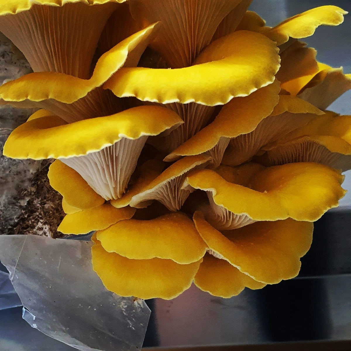 Golden Oyster Mushroom Liquid Culture 10ml - Pleurotus citrinopileatus - Organic, Fast-Growing, Contamination Free