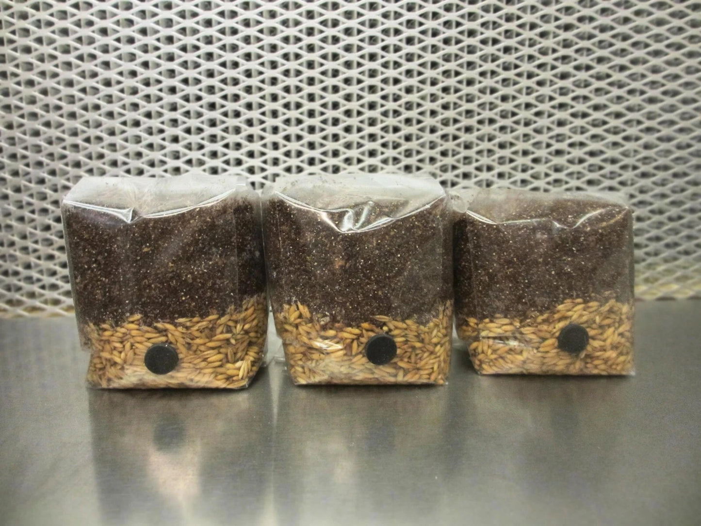 All In One Mushroom Micro-Grow Bags 3 x 1.25 lbs Dung Lovers Substrate for Home Cultivation Agaricus bisporus