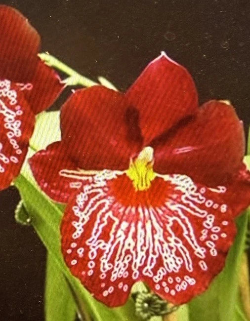 Orchid Plant - Bare Root Bulb - Mps Lennart Larl Glottling 'Hula Skirt' - Exotic Orchid Variety - Aloha from Las Vegas
