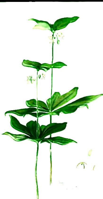 Wild Indian Cucumber Plant Bare Root - 5 Bulbs - Medicinal Herb (Medeola virginiana)