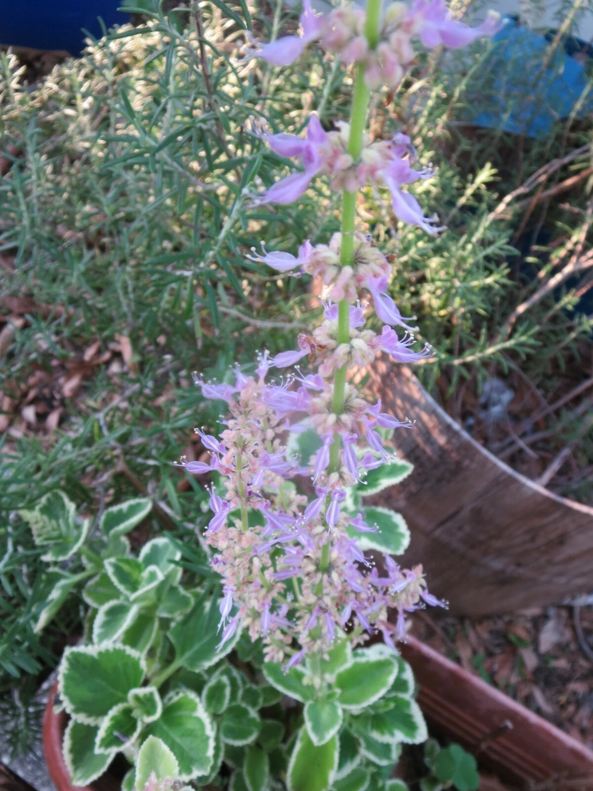 Variegated Cuban Oregano Cuttings - 4 Fresh Unrooted Edible Herb Cuttings - Plectranthus amboinicus