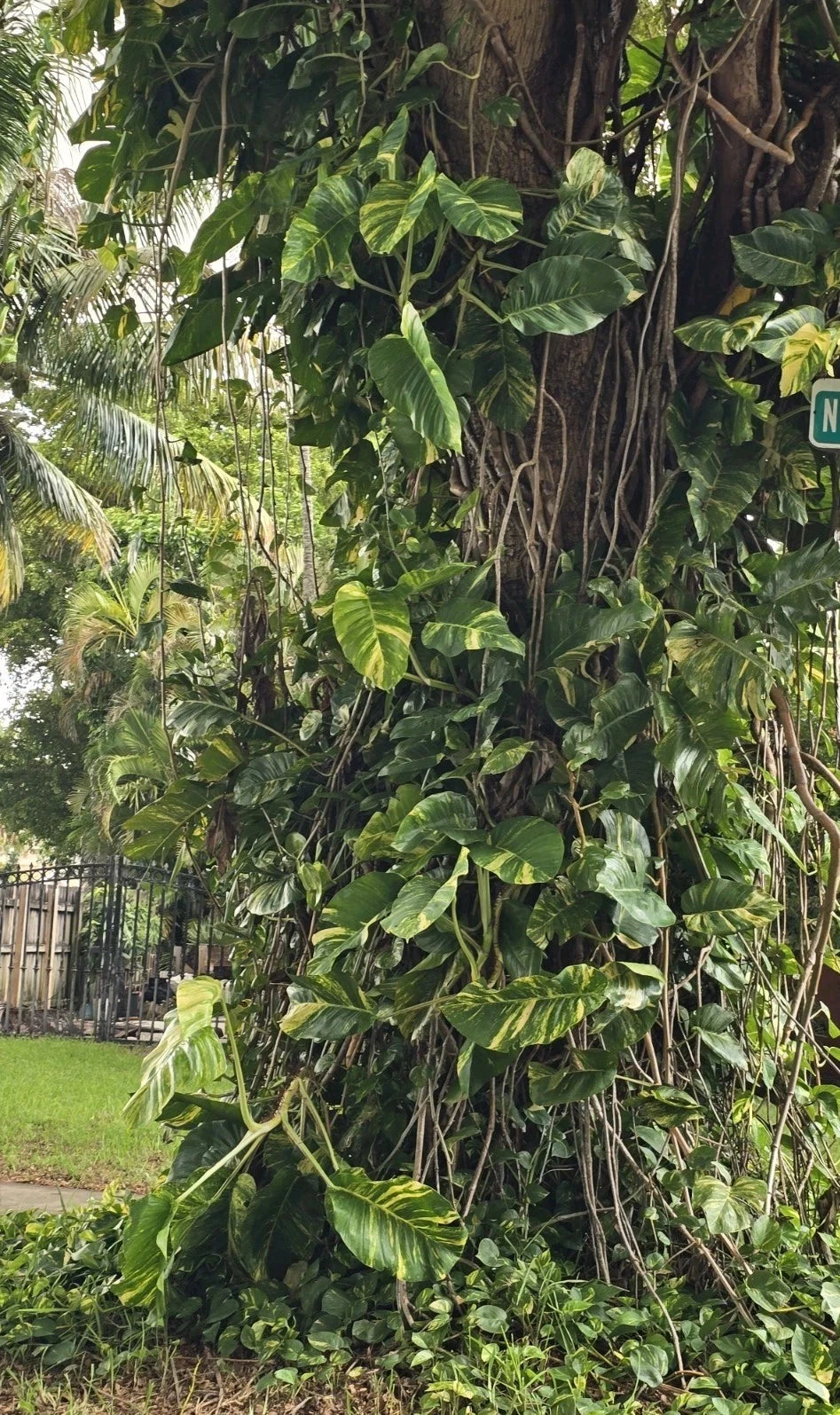 Giant Variegated Golden Pothos Cuttings - 3 Node Hawaiian Climbing Plant (Philodendron) - Tropical Garden Decor