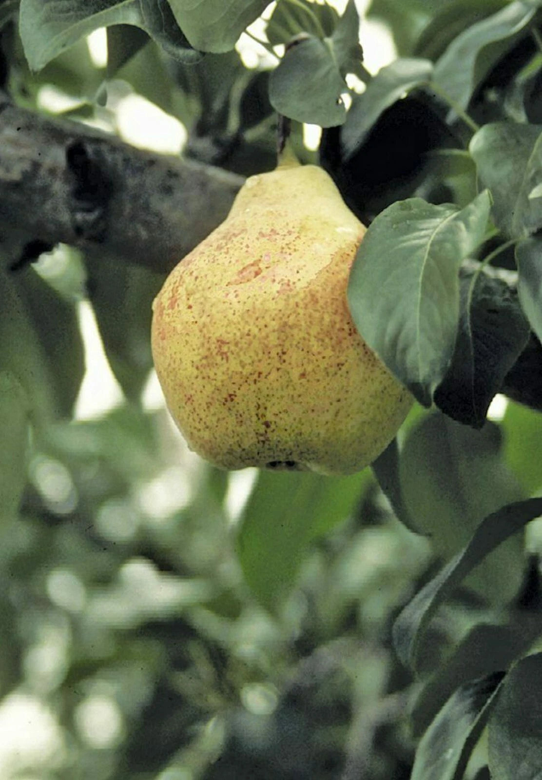 12 Organic Pear Cuttings - Bartlett Variety - Fresh Grafting Scions (No Roots) - Perfect for Rooting and Growing