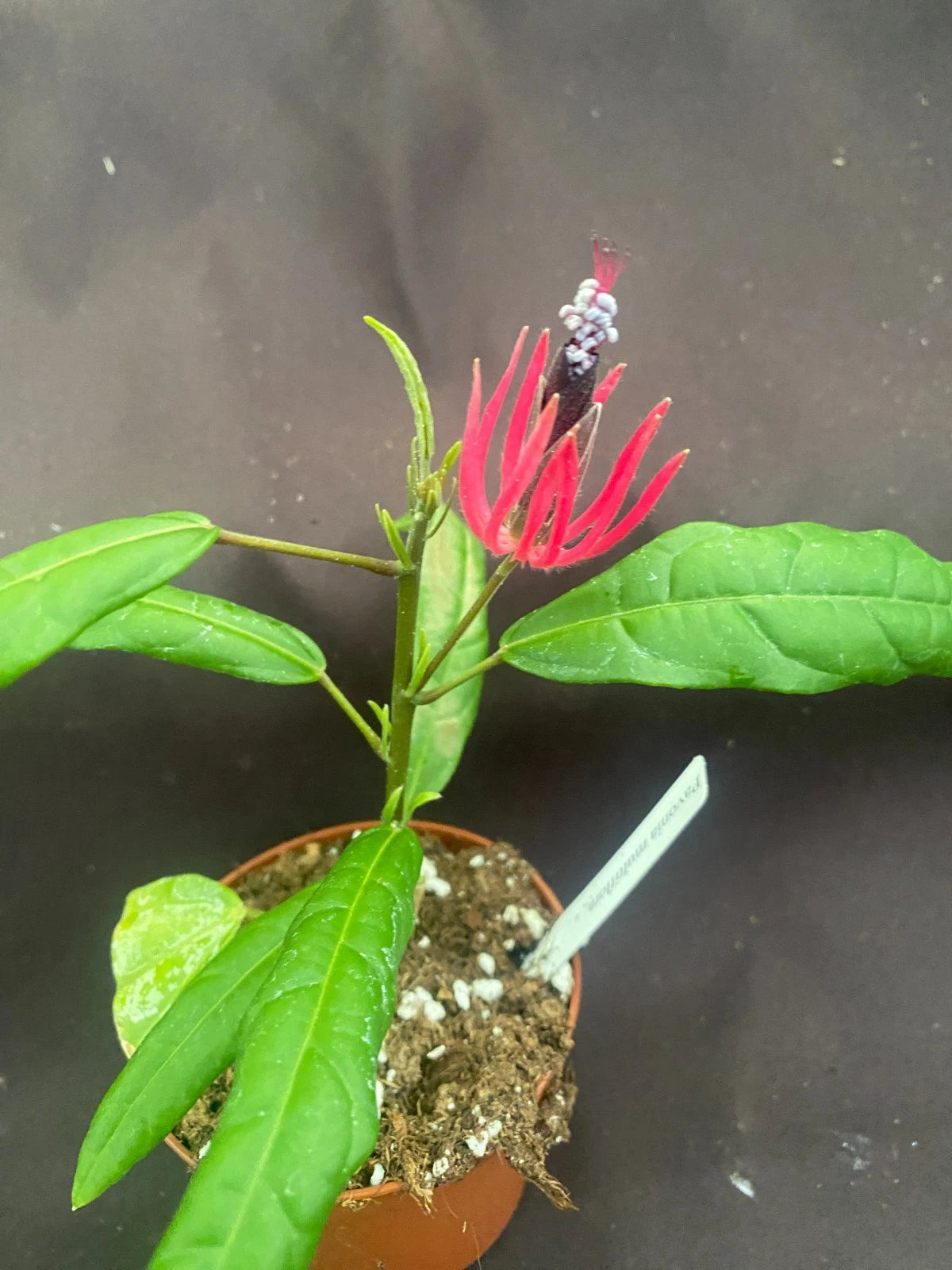 Pavonia multiflora Plant - Brazilian Candles in 3" Pot - Hibiscus Family, Easy to Grow Perennial, Blooms Spring to Fall