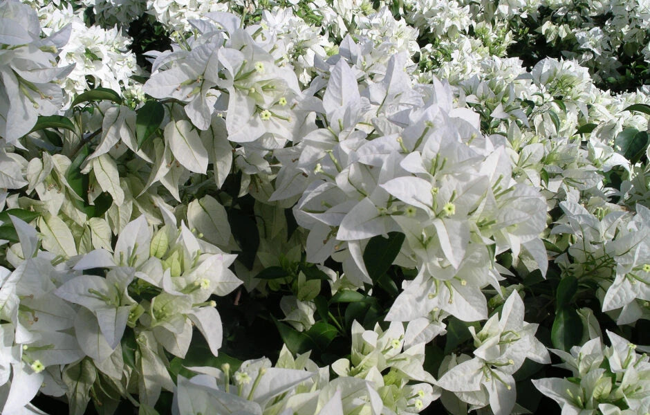 Well Rooted Bougainvillea Starter Plant - Mauna Kea Variety - Bougainvillea spp. - Healthy Live Plug Plant for Home Garden