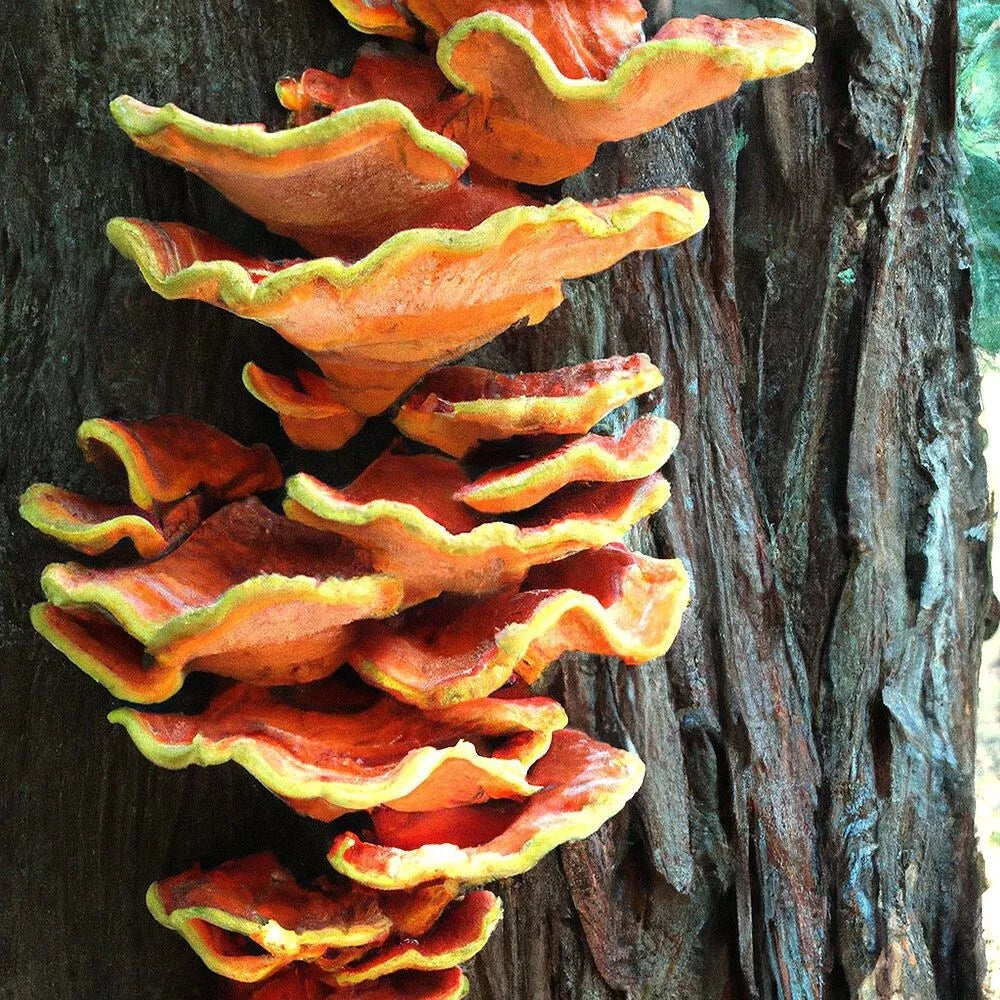 Chicken of the Woods-Conifer Liquid Culture Syringe 12cc - Laetiporus conifericola for Mushroom Cultivation and Cooking