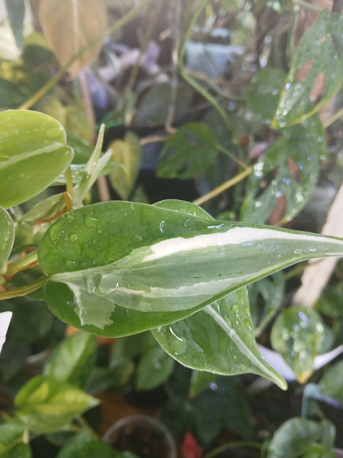 Philodendron RIO Cuttings - 5 Unrooted Variegated Cuttings - Easy to Propagate - Houseplant (Philodendron 'Rio')