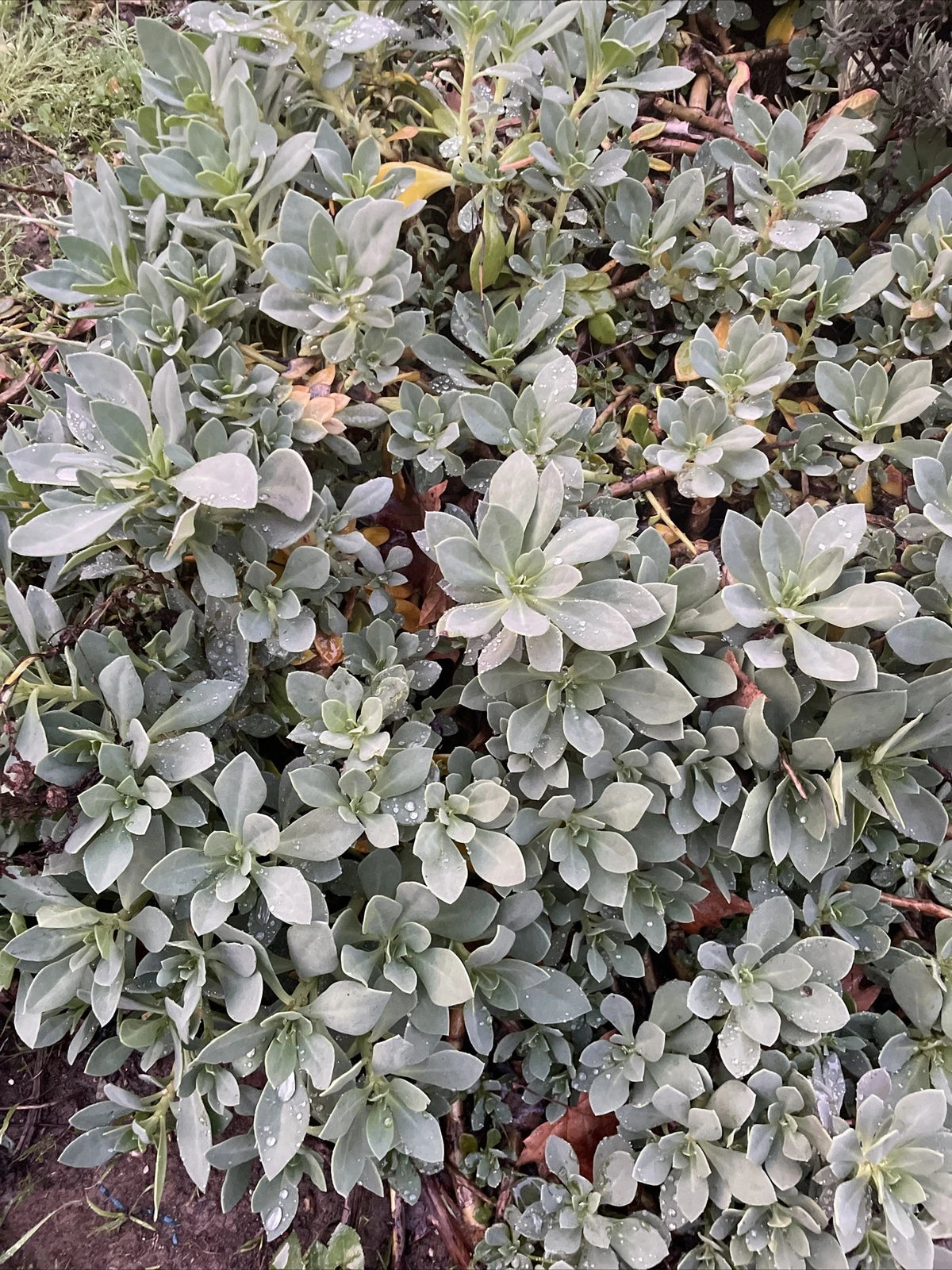 Succulent Cuttings - 6" Calandrinia Spectabilis - Rock Purslane - Drought-Resistant, Pet-Safe Flowering Plant