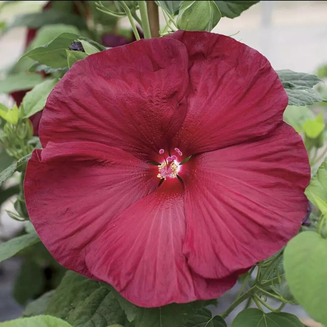 ONE Live Plants Plugs HIBISCUS HONEYMOON DEEP RED