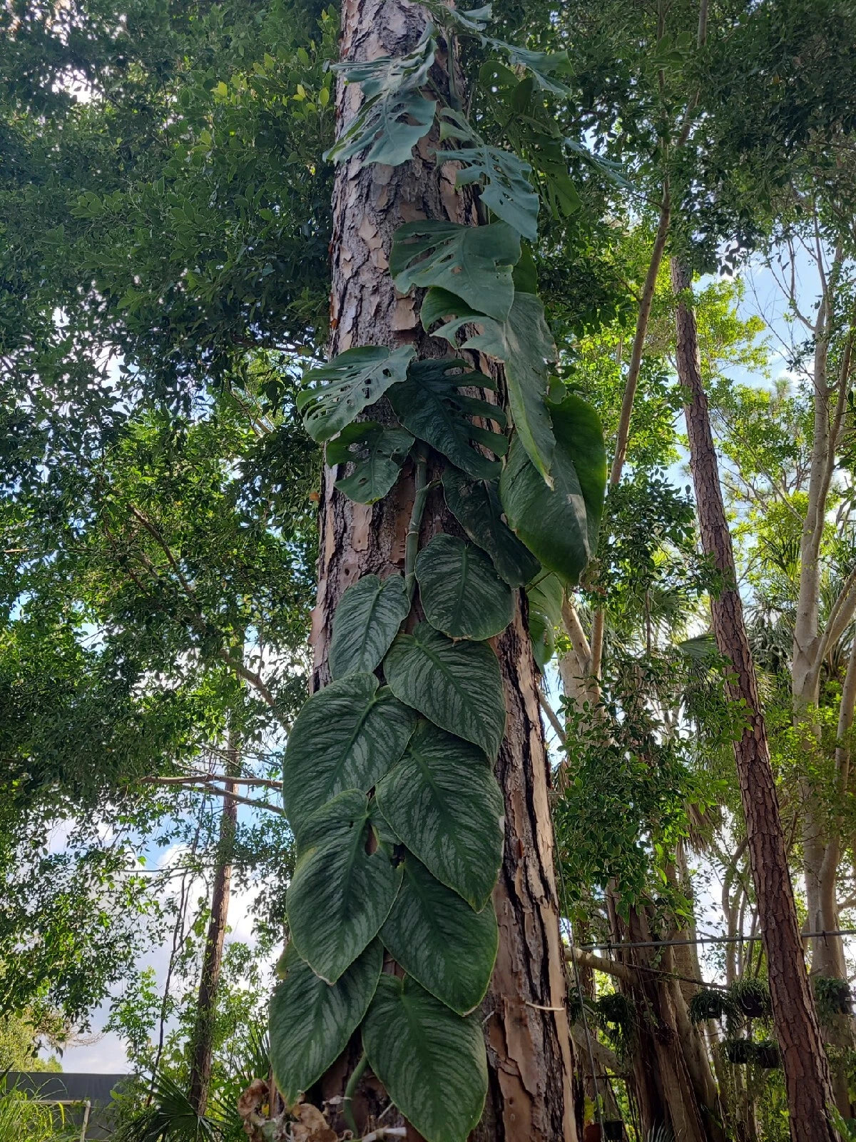 Monstera Dubia Cutting - Unrooted 1 Node Fresh Plant - Unique Leaf Variety - Tropical Houseplant for Sale