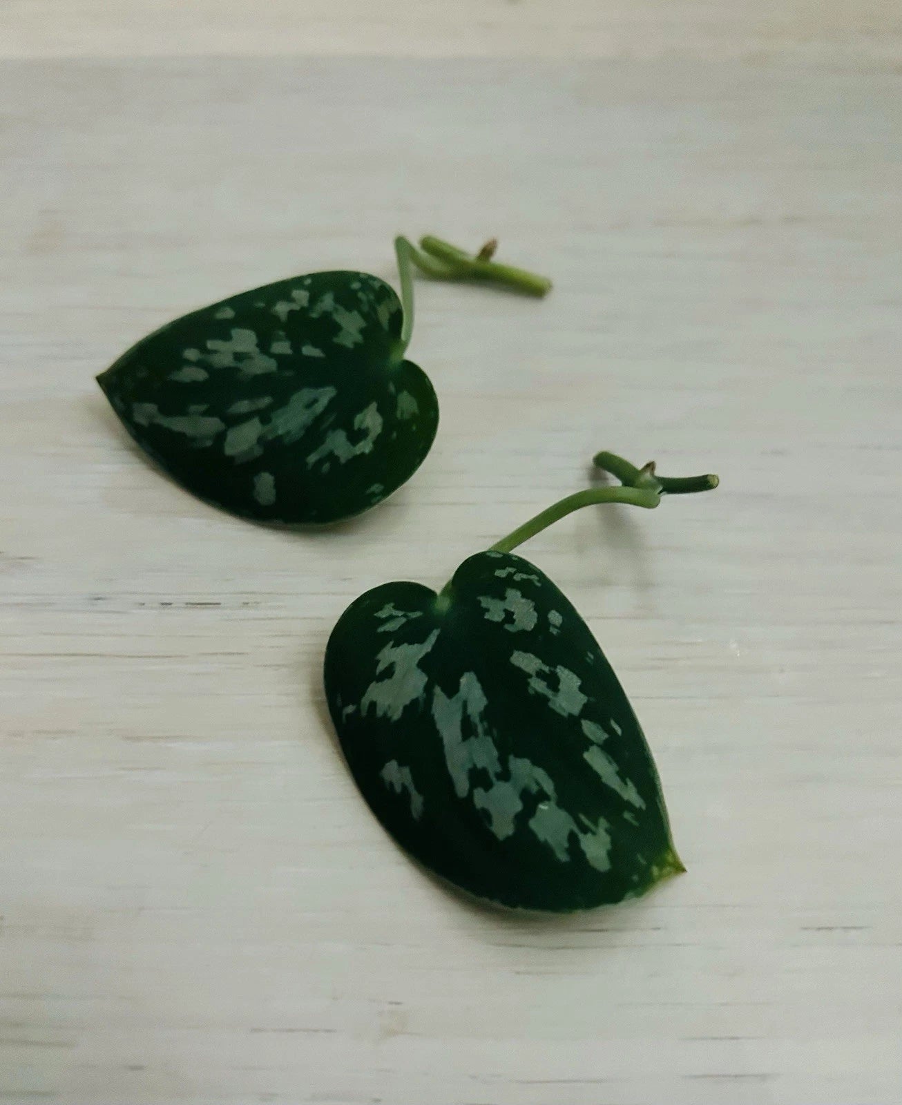 Satin Pothos Cuttings - Live Rooted Cuttings, Scindapsus Pictus, Fresh Plant Nodes for Easy Propagation, Free Mystery Cutting
