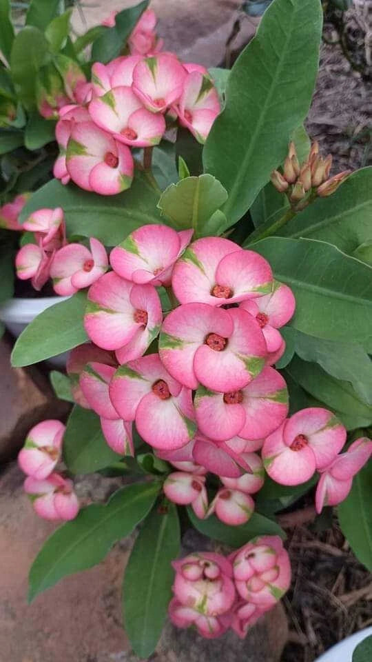 Rainbow Crown of Thorns Cutting - 1 Count, Euphorbia milii, No Roots, Ideal for Home Gardening and Propagation