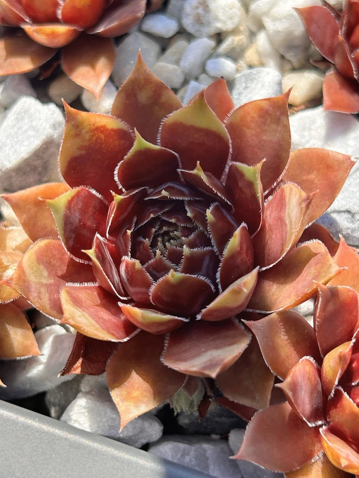 Live Succulent Plant | Sempervivum Coconut Crystal | Drought & Cold Tolerant | Sempervivum spp. | Bare Root Shipping