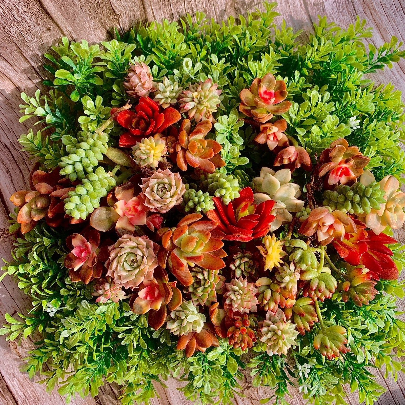 live succulent cuttings 12pc Live Succulent Cuttings - Bare Root Succulent Garden - Ready to Plant - Ideal for DIY Projects
