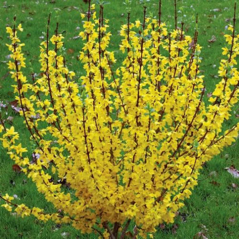 Forsythia Rooted Cuttings - 5 First Year Plants - Fast Growing - Gold Yellow Foliage - Forsythia x intermedia 'Mindor'